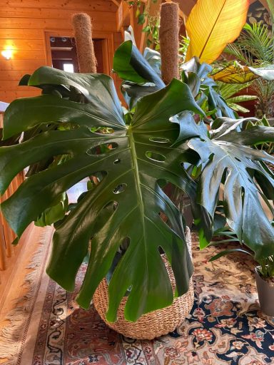 Monstera Deliciosa